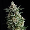 Auto Anesthesia (Pyramid Seeds) Feminisoidut