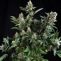 Auto White Widow (Pyramid Seeds) Feminisoidut