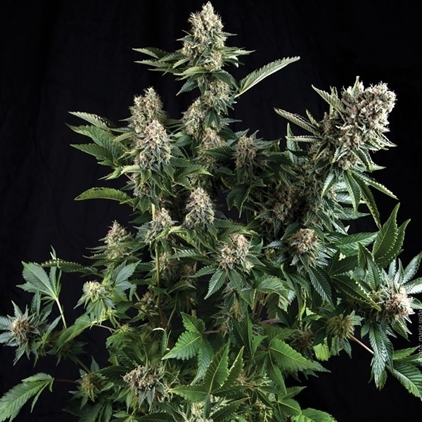 Auto White Widow (Pyramid Seeds) Feminisoidut