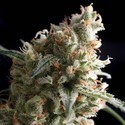Auto Super Hash (Pyramid Seeds) Feminisoidut