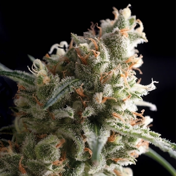 Auto Super Hash (Pyramid Seeds) Feminisoidut