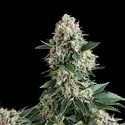 Auto New York City (Pyramid Seeds) Feminisoidut