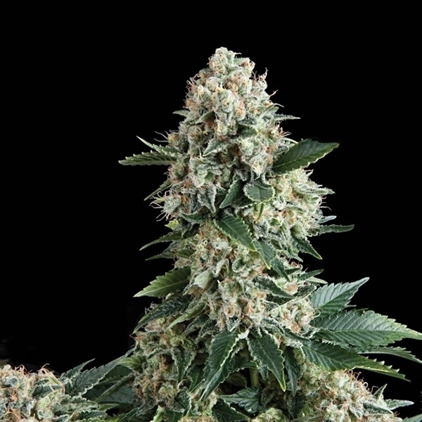 Auto New York City (Pyramid Seeds) Feminisoidut