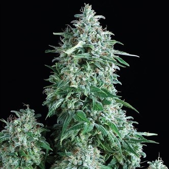 Auto Anubis (Pyramid Seeds) feminisoitu