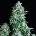 Auto Anubis (Pyramid Seeds) Feminisoidut