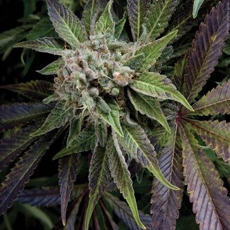 Blue Pyramid (Pyramid Seeds) feminisoidut