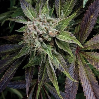 Blue Pyramid (Pyramid Seeds) Feminisoidut