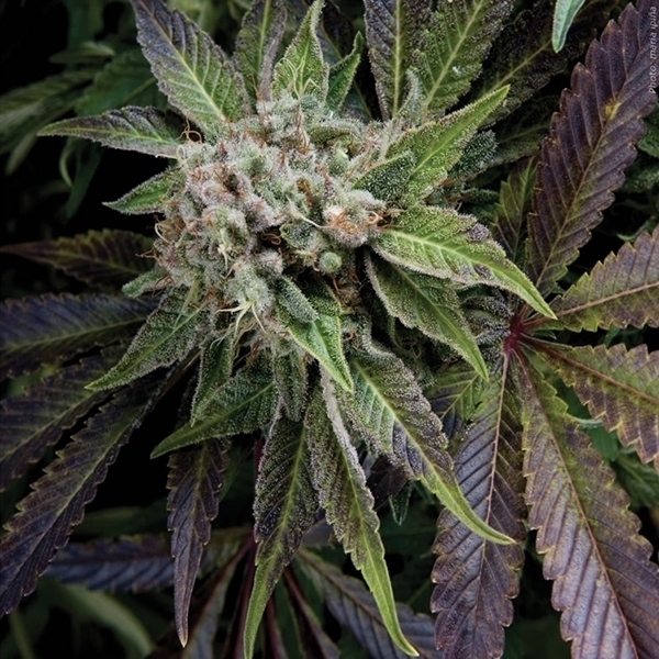 Blue Pyramid (Pyramid Seeds) Feminisoidut