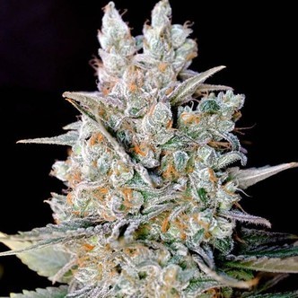 Kritikal Bilbo Auto (Genehtik Seeds) feminisoitu