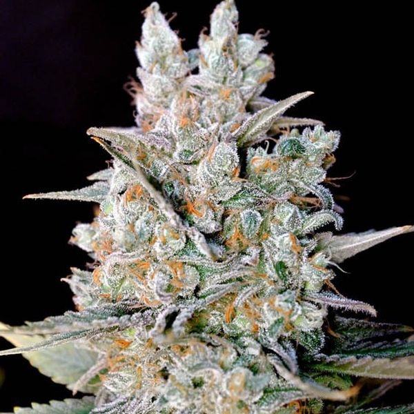 Kritikal Bilbo Auto (Genehtik Seeds) Feminisoidut