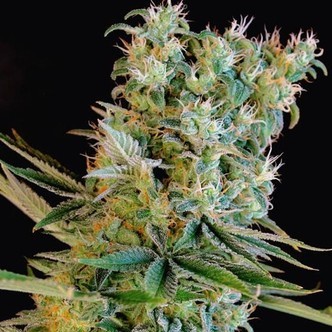 Amnesia Bilbo (Genehtik Seeds) feminisoidut kannabiksen siemenet
