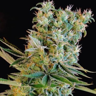 Amnesia Bilbo (Genehtik Seeds) Feminisoidut