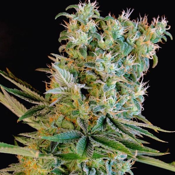 Amnesia Bilbo (Genehtik Seeds) Feminisoidut