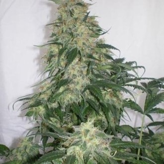 Amnesia Bilbo (Genehtik Seeds) Feminisoidut