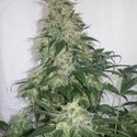 Amnesia Bilbo (Genehtik Seeds) Feminisoidut