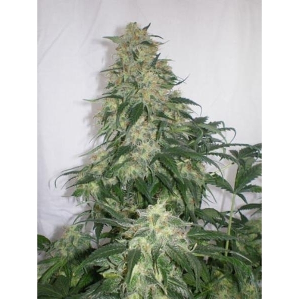 Amnesia Bilbo (Genehtik Seeds) Feminisoidut