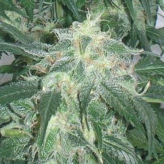Amnesia Bilbo (Genehtik Seeds) Feminisoidut