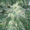 Amnesia Bilbo (Genehtik Seeds) Feminisoidut