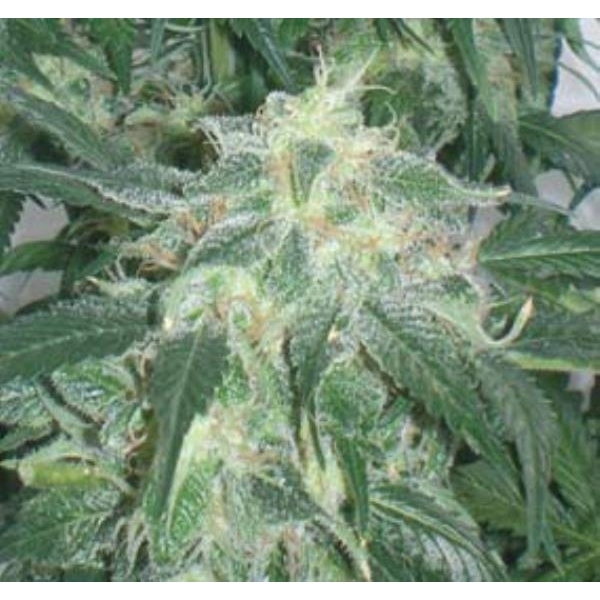 Amnesia Bilbo (Genehtik Seeds) Feminisoidut