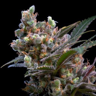 Kritikal Bilbo (Genehtik Seeds) feminisoitu