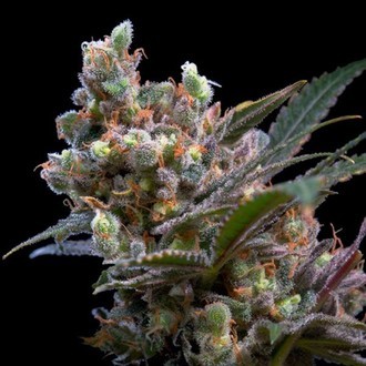 Kritikal Bilbo (Genehtik Seeds) Feminisoidut