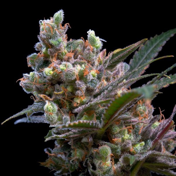 Kritikal Bilbo (Genehtik Seeds) Feminisoidut