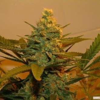 Kritikal Bilbo (Genehtik Seeds) Feminisoidut