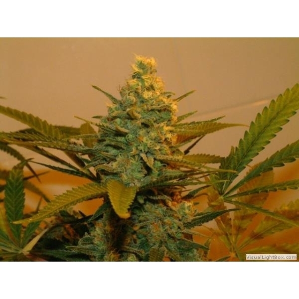 Kritikal Bilbo (Genehtik Seeds) Feminisoidut