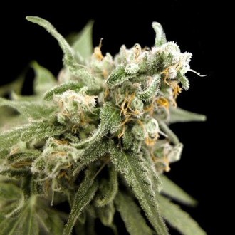 Kritikal Bilbo (Genehtik Seeds) Feminisoidut