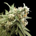 Kritikal Bilbo (Genehtik Seeds) Feminisoidut