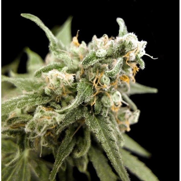Kritikal Bilbo (Genehtik Seeds) Feminisoidut