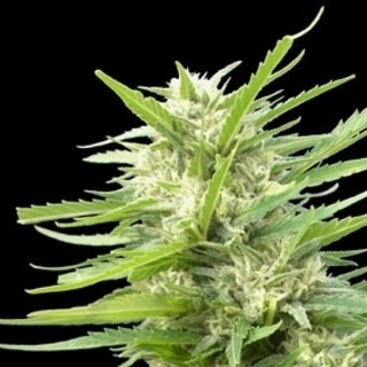 Kritikal Bilbo x AK-47 (Genehtik Seeds) Feminisoidut