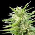 Kritikal Bilbo x AK-47 (Genehtik Seeds) Feminisoidut