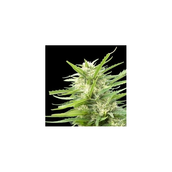 Kritikal Bilbo x AK-47 (Genehtik Seeds) Feminisoidut