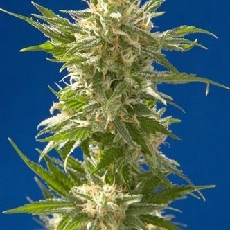 AK (Spliff Seeds) feminisoidut