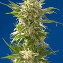 AK (Spliff Seeds) Feminisoidut