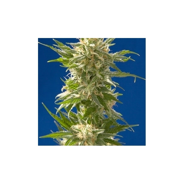 AK (Spliff Seeds) Feminisoidut
