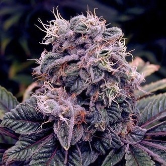 Blue Berry (Spliff Seeds) Feminisoidut