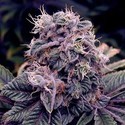 Blue Berry (Spliff Seeds) Feminisoidut