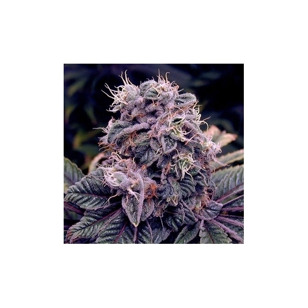 Blue Berry (Spliff Seeds) Feminisoidut