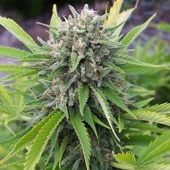Bubblegun (Spliff Seeds) feminisoitu
