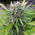 Bubblegun (Spliff Seeds) Feminisoidut