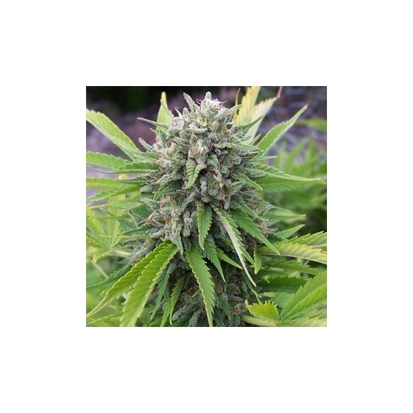 Bubblegun (Spliff Seeds) Feminisoidut