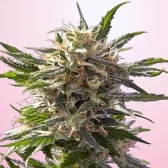 Chrystal White (Spliff Seeds) feminisoidut kannabiksen siemenet
