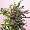 Crystal White (Spliff Seeds) Feminisoidut