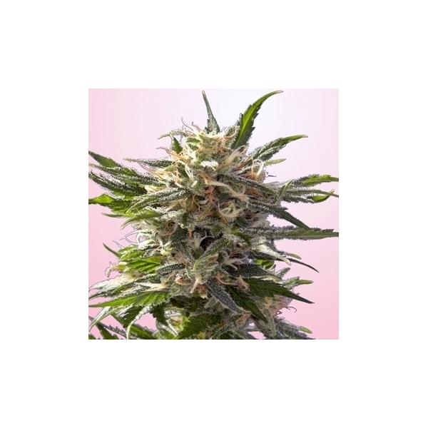 Crystal White (Spliff Seeds) Feminisoidut
