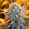Dutch Autoflower (Spliff Seeds) Feminisoidut