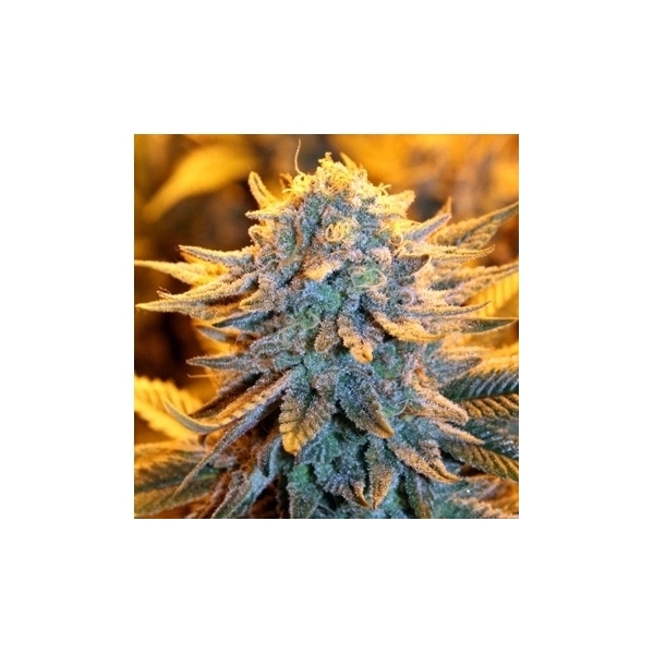Dutch Autoflower (Spliff Seeds) Feminisoidut