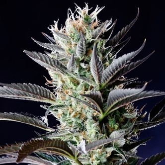 Dutch Blue Automatic (Spliff Seeds) feminisoidut kannabiksen siemenet
