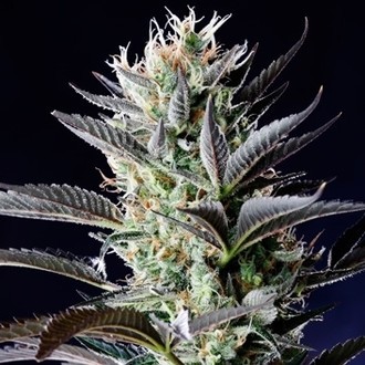 Dutch Blue Autoflower (Spliff Seeds) Feminisoidut